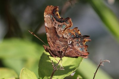 Polygonia c-album - Gehakkelde aurelia