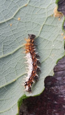 Polygonia c-album - Gehakkelde aurelia