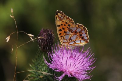 Issoria lathonia -  kleine parelmoervlinder