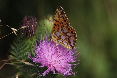 Issoria lathonia -  kleine parelmoervlinder