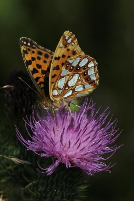 Issoria lathonia -  kleine parelmoervlinder