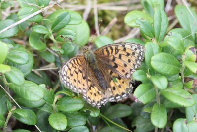 Argynnis aglaja - Grote parelmoervlinder