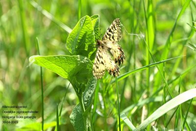 Allancastria cerisyi - Oostelijke pijpbloemvlinder