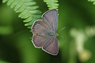 Neozephyrus quercus  - Eikenpage