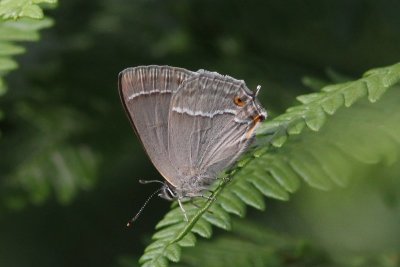 Neozephyrus quercus  - Eikenpage