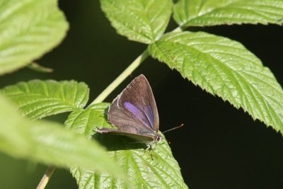 Neozephyrus quercus  - Eikenpage