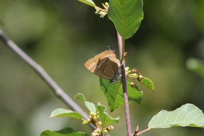 Thecla betulae  - Sleedoornpage