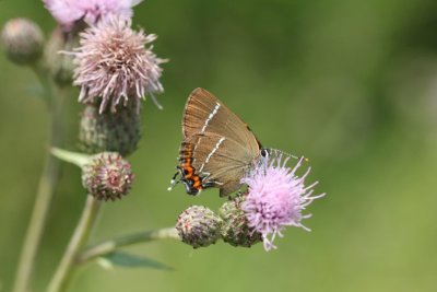 Satyrium w-album - Iepenpage