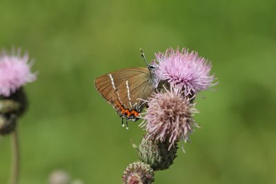 Satyrium w-album - Iepenpage