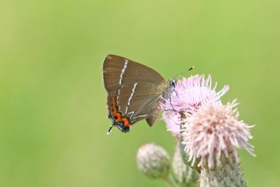 Satyrium w-album - Iepenpage