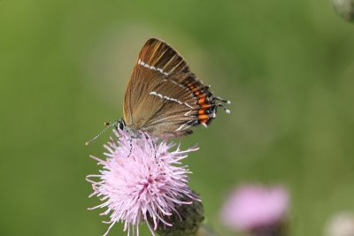 Satyrium w-album - Iepenpage