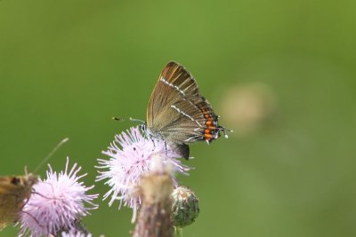 Satyrium w-album - Iepenpage