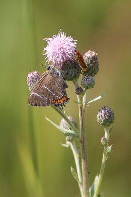 Satyrium w-album - Iepenpage