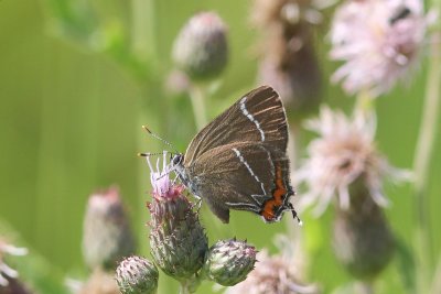 Satyrium w-album - Iepenpage
