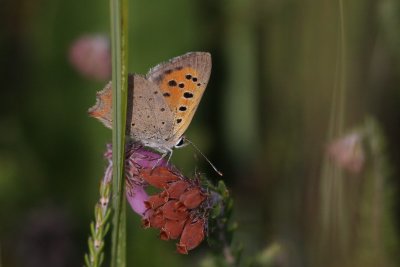 Lycaena phlaeas - Kleine vuurvlinder