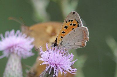 Lycaena phlaeas - Kleine vuurvlinder