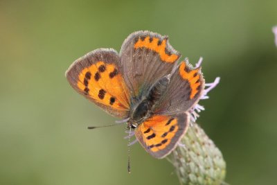 Lycaena phlaeas - Kleine vuurvlinder