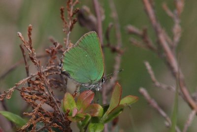Callophrys rubi  - Groentje