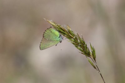 Callophrys rubi  - Groentje