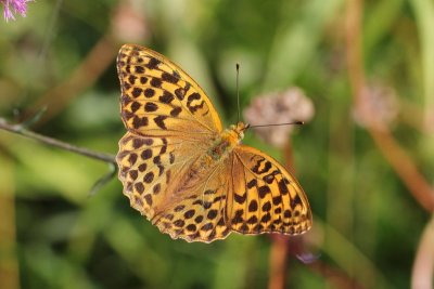 Argynnis paphia - Keizersmantel