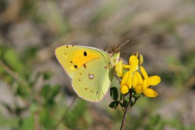 Colias crocea - Oranje Luzernevlinder