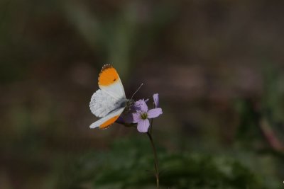 Anthocharis cardamines - Oranjetipje