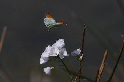 Anthocharis cardamines - Oranjetipje