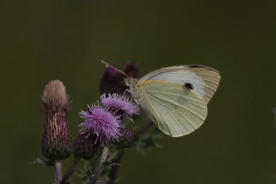 Pieris brassicae - Groot koolwitje