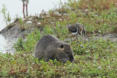 Beverrat   - coypu - Myocastor coypus