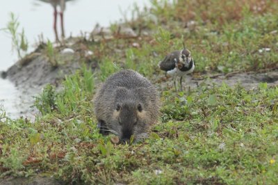 Beverrat   - coypu - Myocastor coypus