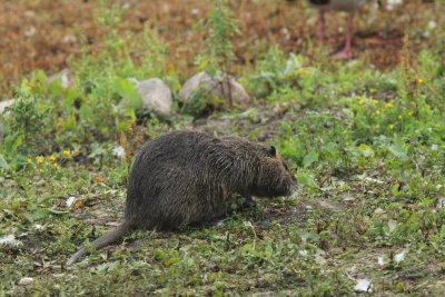 Beverrat   - coypu - Myocastor coypus
