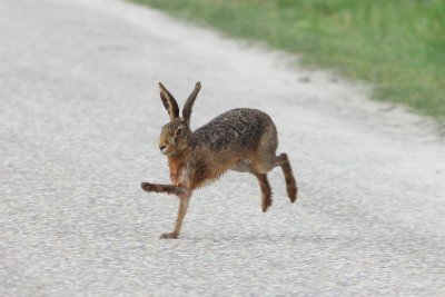 Haas - European hare - Lepus europaeus