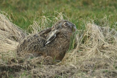 Haas - European hare - Lepus europaeus