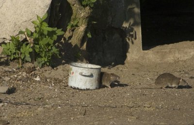 Bruine rat - Brown rat  - Rattus norvegicus