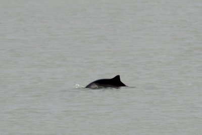 Bruinvis - harbour porpoise - Phocoena phocoena