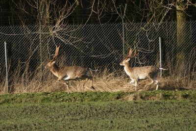 Damhert - fallow deer - Dama dama