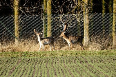 Damhert - fallow deer - Dama dama