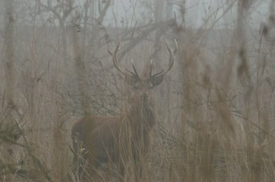 Edelhert - red deer - Cervus elaphus