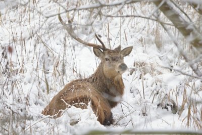 Edelhert - red deer - Cervus elaphus