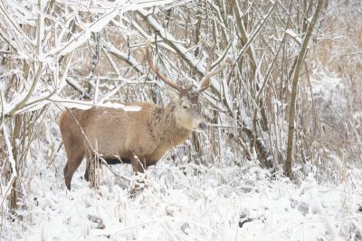 Edelhert - red deer - Cervus elaphus