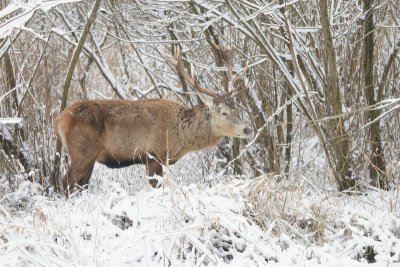 Edelhert - red deer - Cervus elaphus