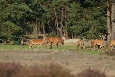 Edelhert - red deer - Cervus elaphus