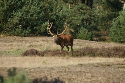 Edelhert - red deer - Cervus elaphus