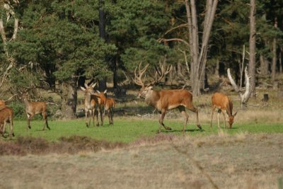 Edelhert - red deer - Cervus elaphus