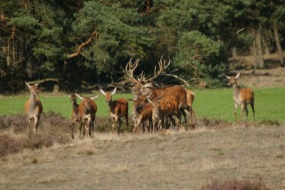 Edelhert - red deer - Cervus elaphus