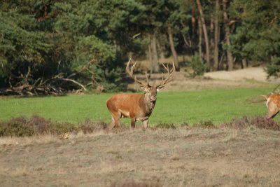 Edelhert - red deer - Cervus elaphus
