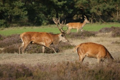 Edelhert - red deer - Cervus elaphus