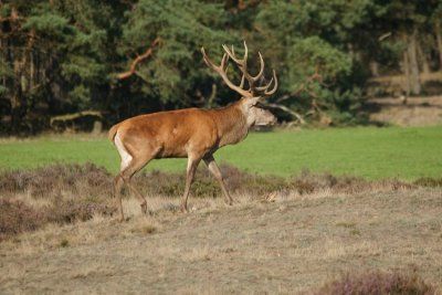 Edelhert - red deer - Cervus elaphus