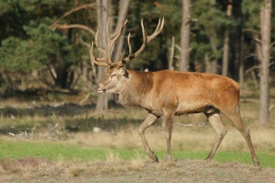 Edelhert - red deer - Cervus elaphus