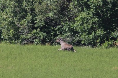 Eland - Elk - Alces alces